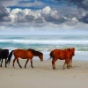 Ngựa hoang Przewalski: Loài cuối cùng trên Trái Đất
