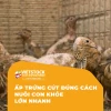 Nhiệt độ ấp trứng cút chuẩn, thời gian bao nhiêu ngày nở?