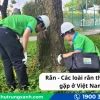 Rắn màu vàng ở Việt Nam: Nhận diện và những điều cần biết