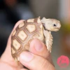 Rùa Sulcata Giá Rẻ: Hướng Dẫn Chi Tiết Từ A-Z Năm 2026