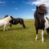 Shetland Pony: Khám phá Ngựa Lùn Đáng Yêu Từ Quần Đảo Shetland