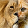 Tabby Cat: Khám phá tiện ích Chrome độc đáo và tính cách đáng yêu