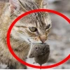 Tại sao mèo thích ăn chuột và những điều cần biết