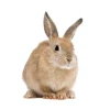 Thỏ Angora Khổng Lồ Nuôi Dưỡng Và Chăm Sóc Đúng Cách