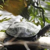 Tìm Hiểu Chi Tiết Về Rùa Ao Trung Quốc (Chinese Pond Turtle)