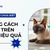 Top 6 cách trị rận cho mèo hiệu quả và an toàn tại nhà