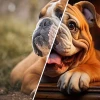 Chăm sóc chó Bulldog ăn uống thất thường và cách điều trị hiệu quả 2026