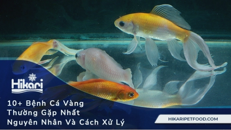 10 bệnh cá vàng thường gặp và cách xử lý hiệu quả