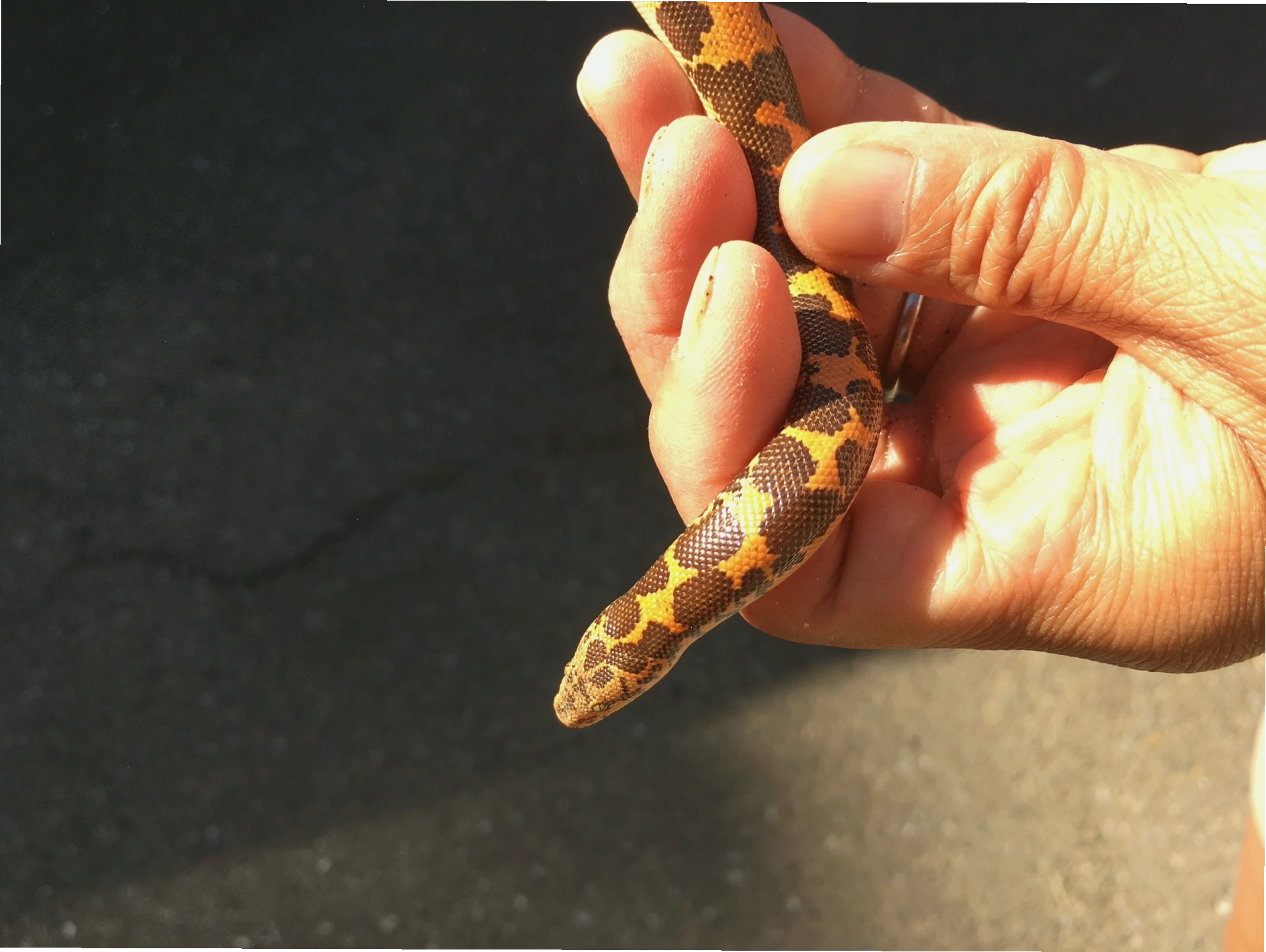 A Kenyan Sand Boa exploring a handler's wrist, demonstrating its calm nature when handled.