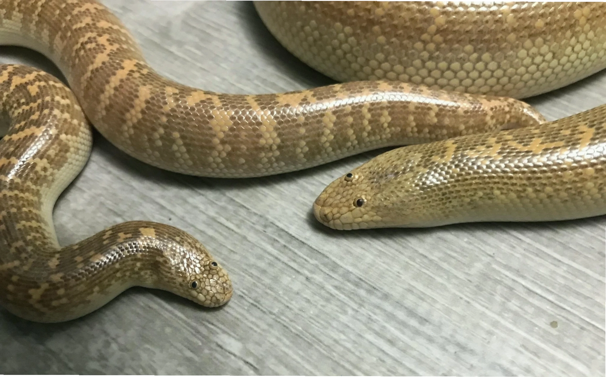 Arabian Sand Boa - Trăn cát Ả Rập với khuôn mặt đặc trưng