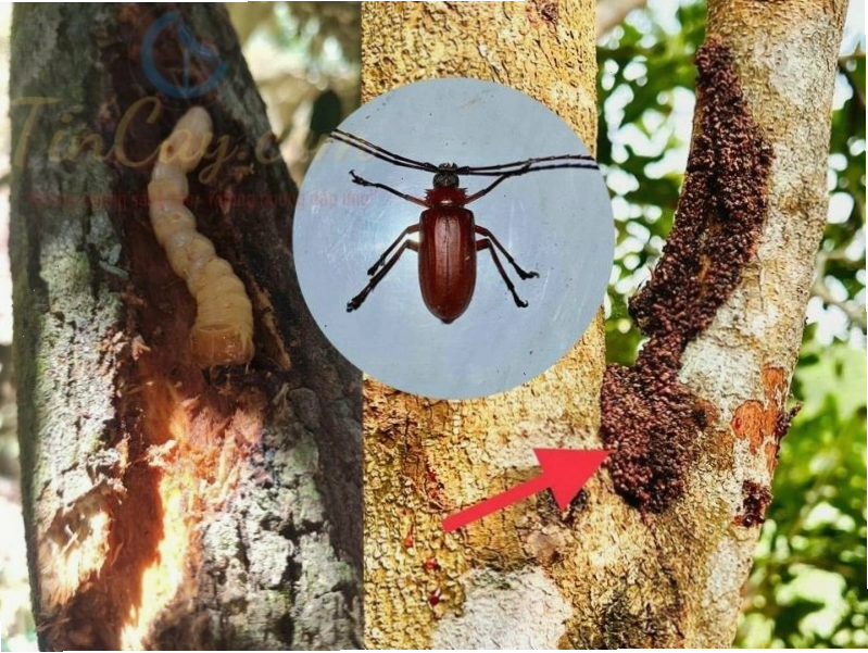Ấu trùng xén tóc đục khoét gỗ, gây hại cho cây trồng