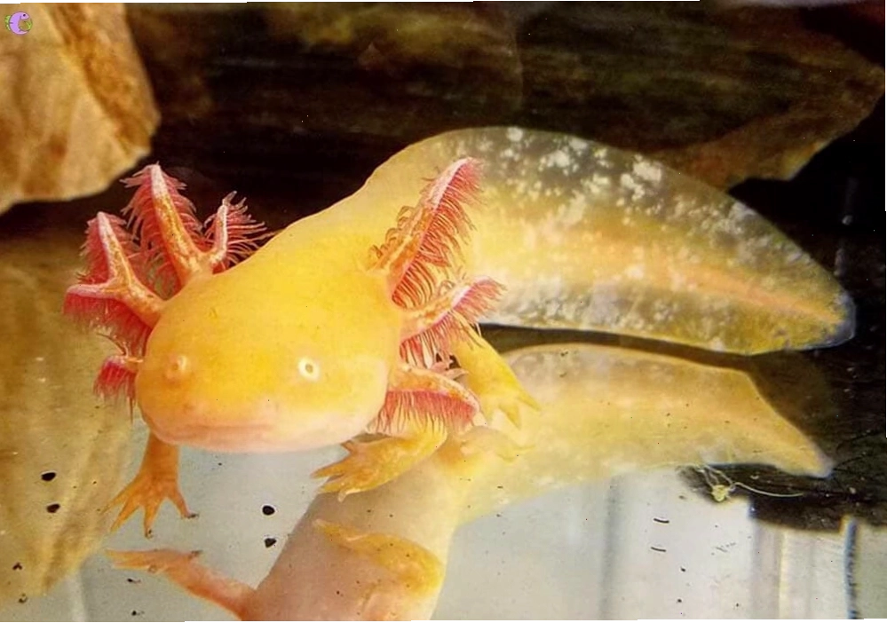 Axolotl con cần được chăm sóc đặc biệt
