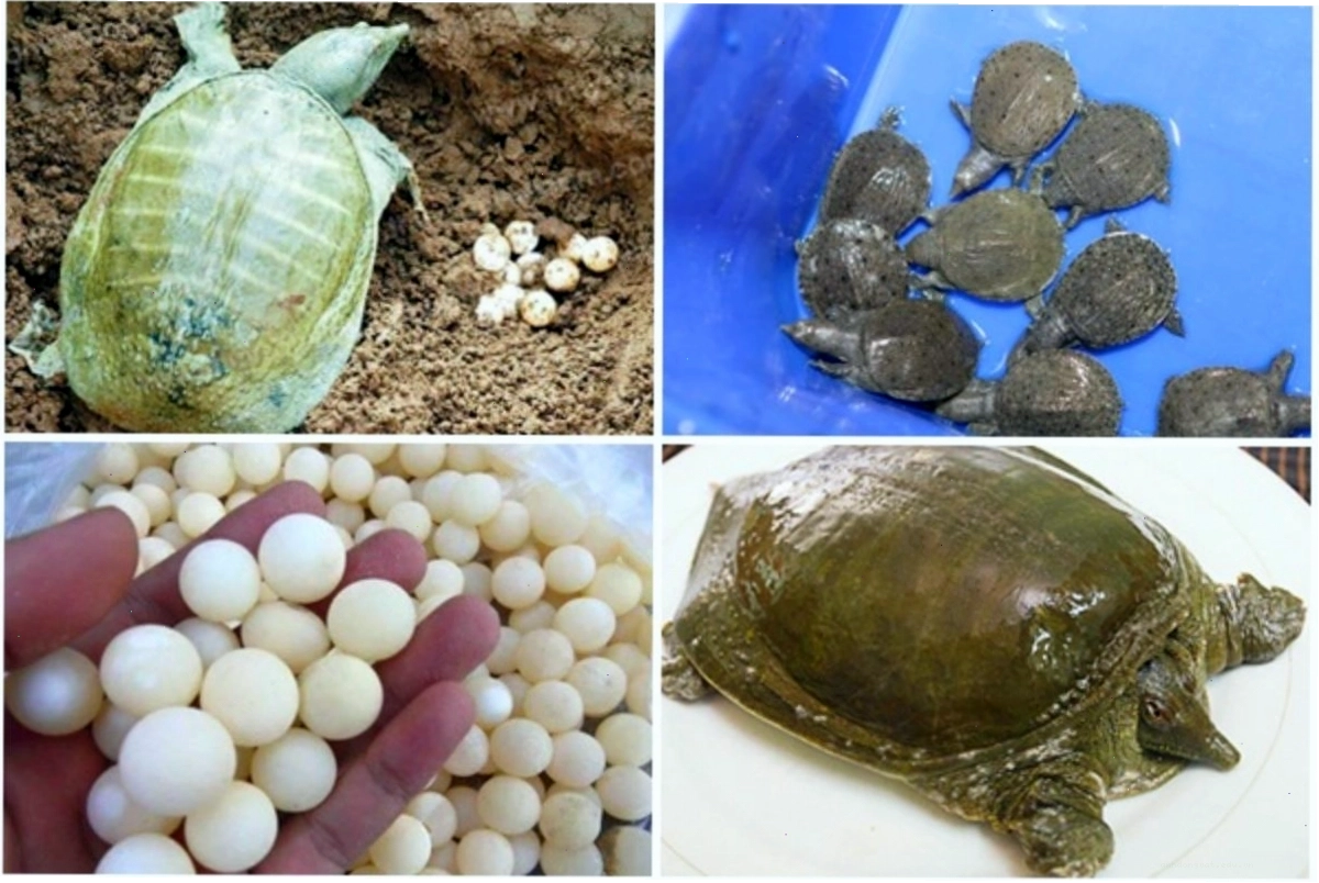 Ba ba đang ấp trứng thể hiện bản năng sinh sản tự nhiên