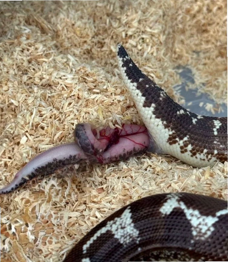 Baby Kenyan sand boa being born, illustrating the birth process of sand boas.