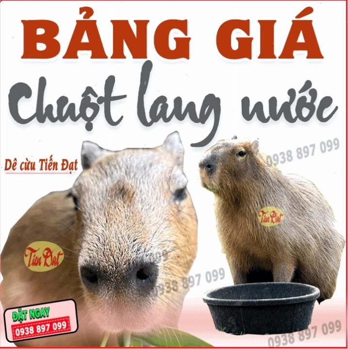 Bảng giá chuột lang guinea pig giống tốt