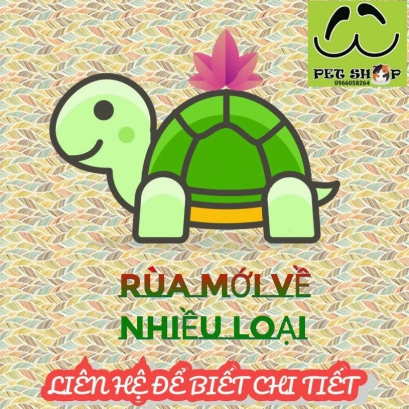 Bảng giá rùa cảnh mới về nhiều loại tại Ú Ù PET SHOP