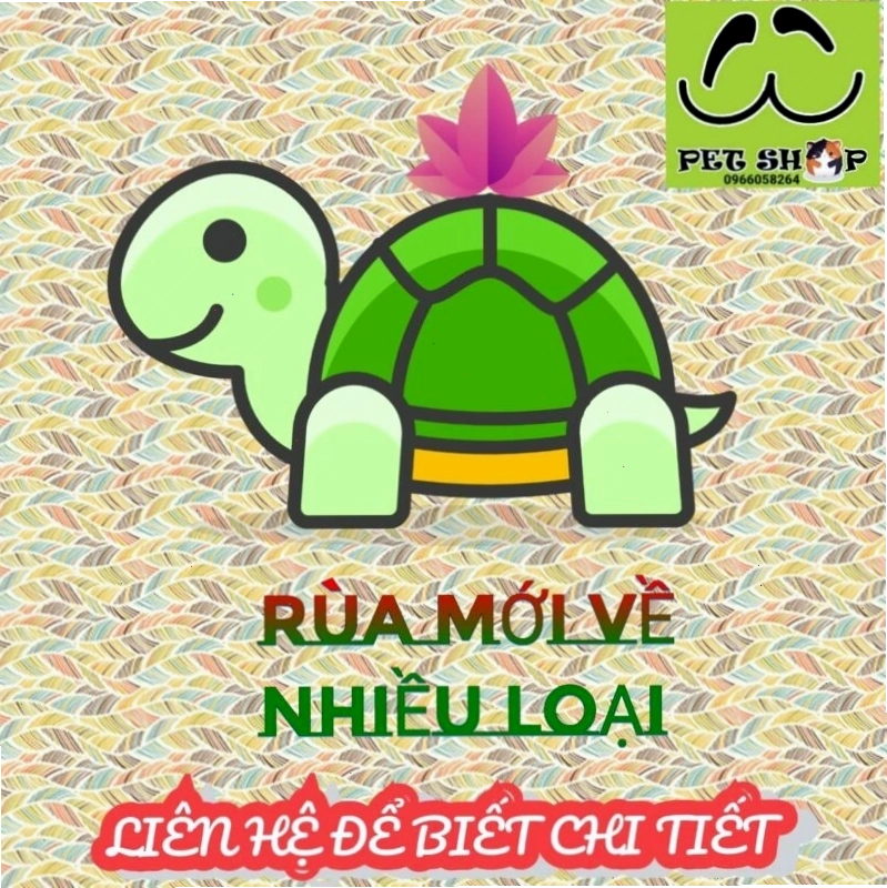 Bảng giá Rùa mới về nhiều loại tại UUPetshop