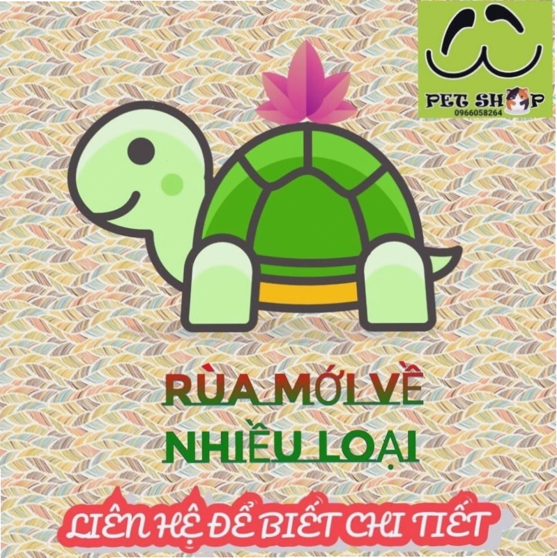 Bảng giá rùa mới về nhiều loại với đa dạng kích thước
