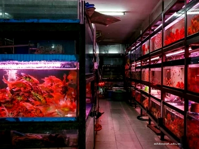 Bể cá Betta tại Betta Fish Shop