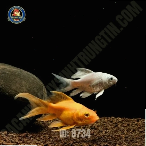 Bể cá thủy sinh với cá chép sư tử mini
