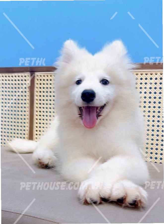 Bé cún Samoyed với bộ lông trắng muốt và biểu cảm đáng yêu