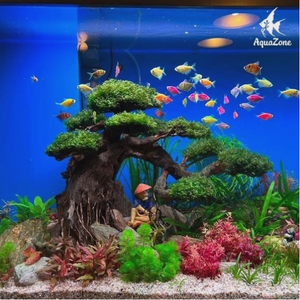 Bể mini chỉ nuôi số lượng sinh vật phù hợp với tải lọc