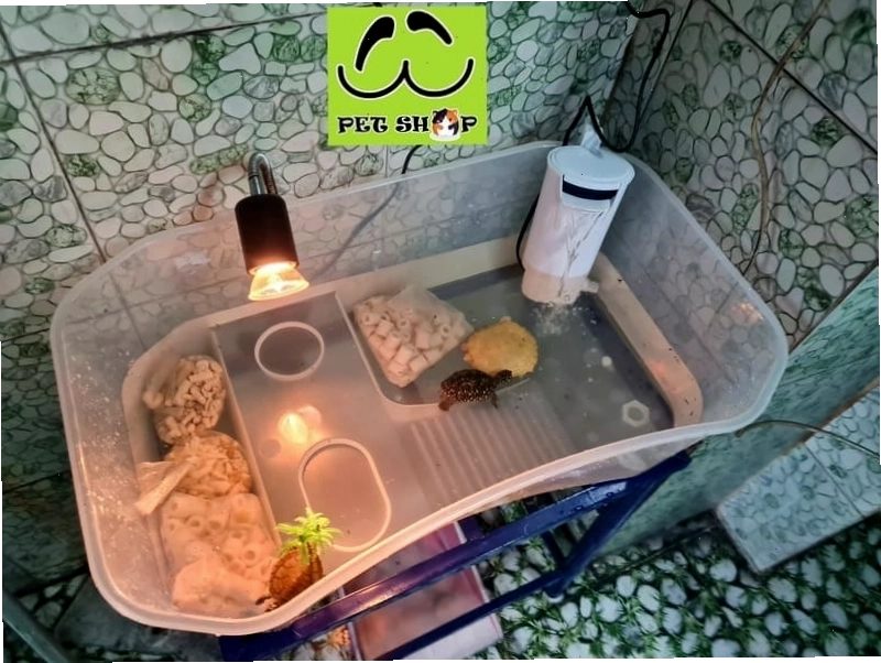 Bể nhựa nuôi Rùa đúng chuẩn cho rùa nước size nhỏ