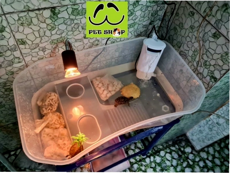 Bể nhựa nuôi Rùa đúng chuẩn cho rùa nước size nhỏ