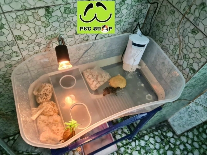 Bể nhựa nuôi Rùa nước size nhỏ