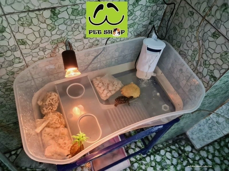 Bể nhựa nuôi rùa nước size nhỏ