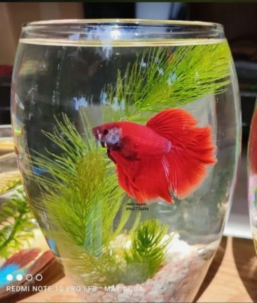 Bể nuôi cá Betta Halfmoon cần đảm bảo nhiệt độ và chất lượng nước