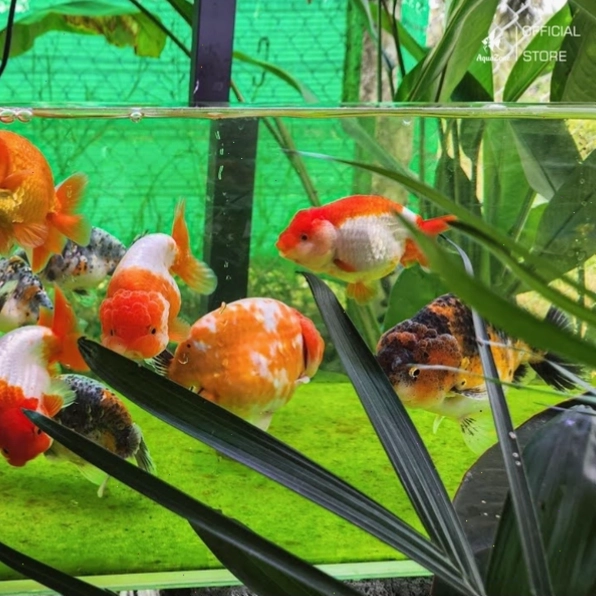 Bể nuôi cá Ranchu nên dài rộng và có dòng nước nhẹ