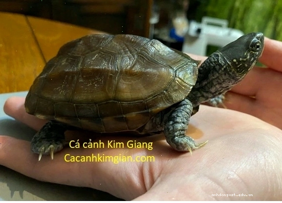 Bể nuôi rùa cảnh mini với đầy đủ thiết bị