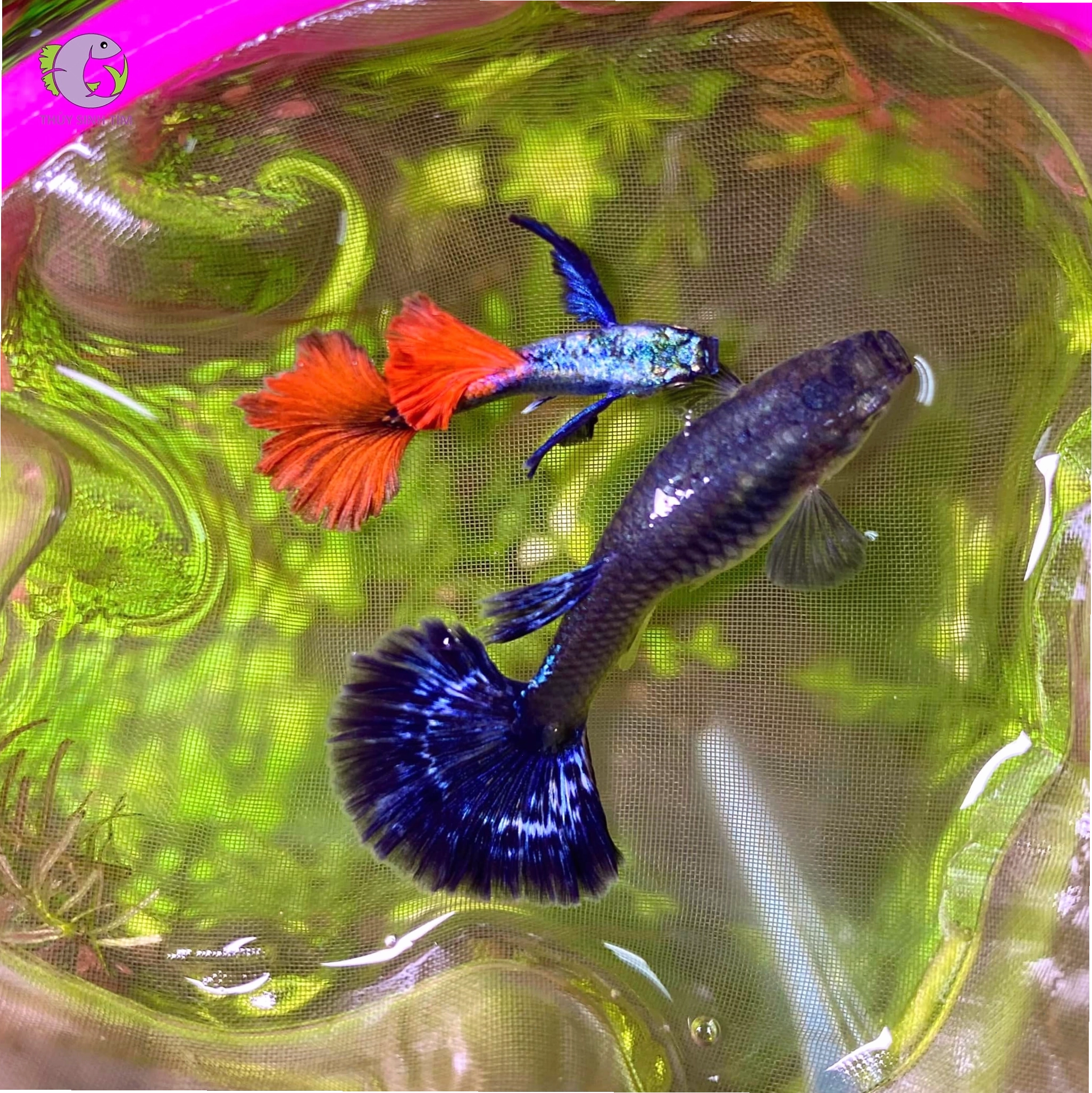 Bể thủy sinh với cây xanh và cá 7 màu Dumbo Red Tail