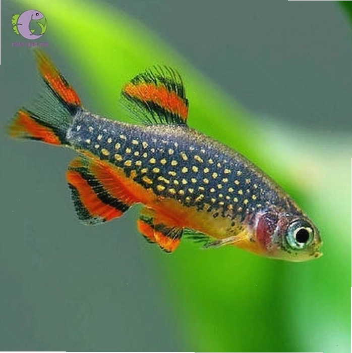 Bể thủy sinh với nền cát, cây xanh và đàn cá trâm galaxy đang bơi lội