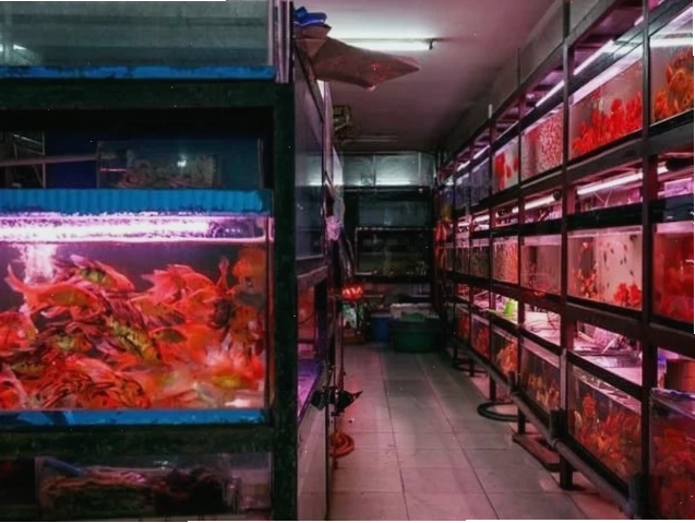 Betta Fish Shop – Nơi chuyên cung cấp cá cảnh đẹp và uy tín tại Thủ Đức
