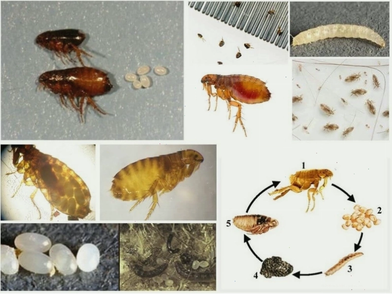 Bi rận mèo cắn 1