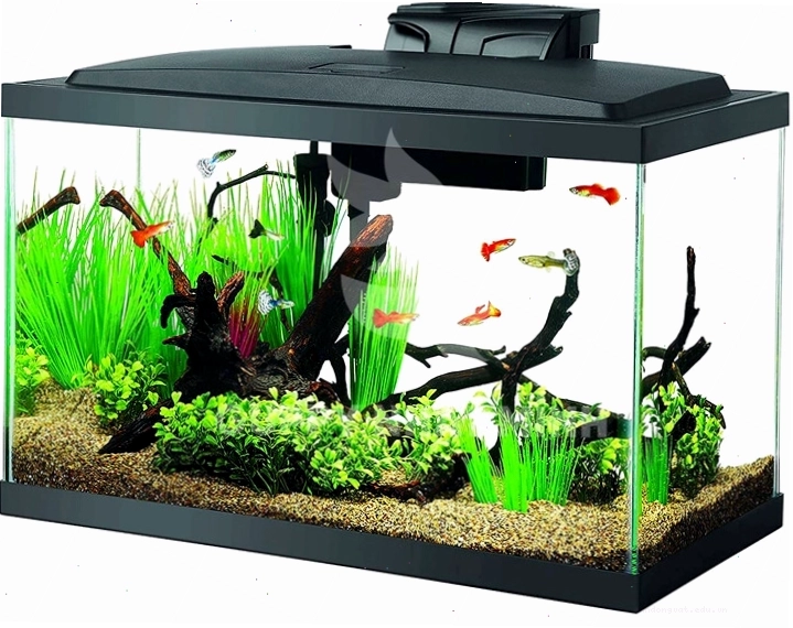 Bố cục thủy sinh đẹp mắt trong bể cá đúc 1m2