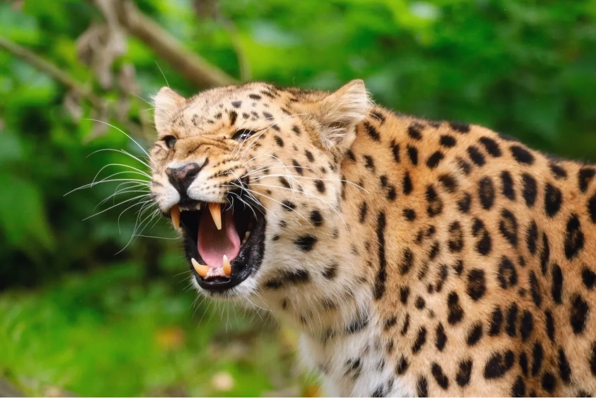 Bộ đốm hình hoa hồng của Leopard
