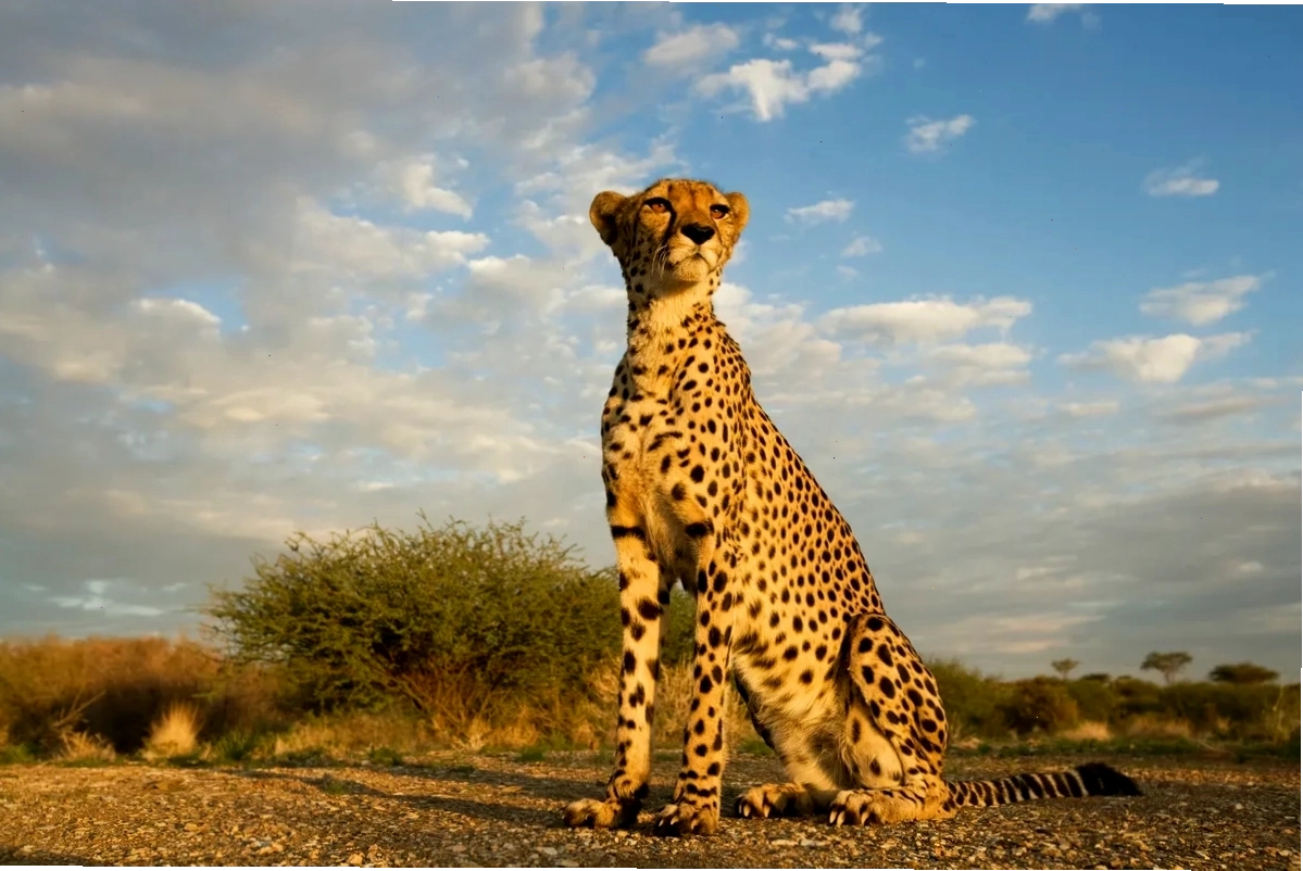 Bộ đốm hình tròn của Cheetah