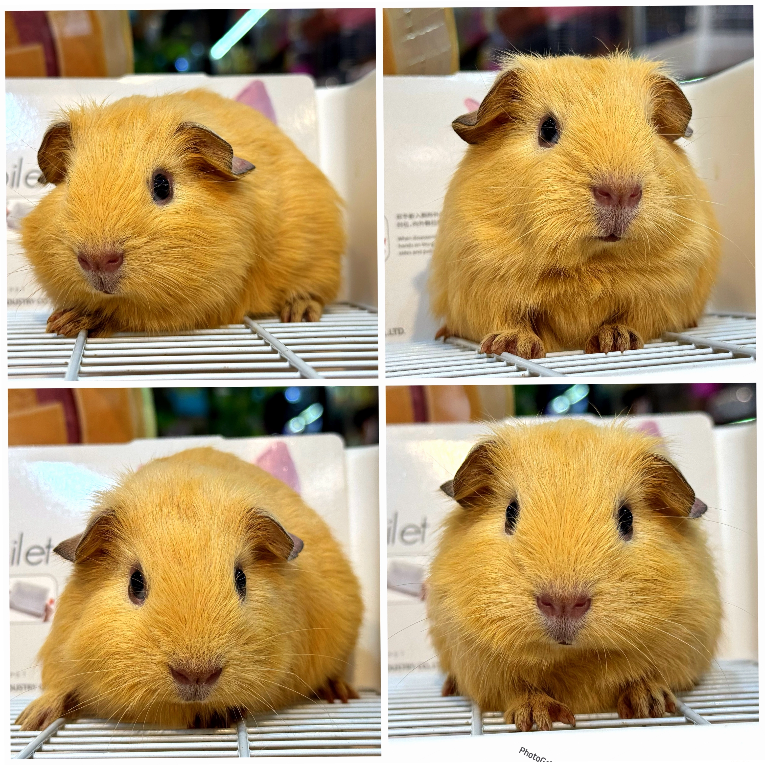 BỌ GUINEA PIG AMERICAN với bộ lông đa dạng