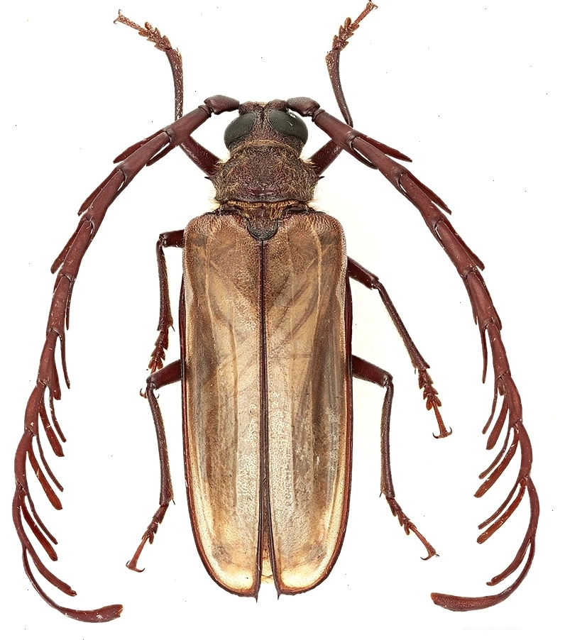 Bọ Longhorn với râu dài và đôi cánh màu nâu nhạt
