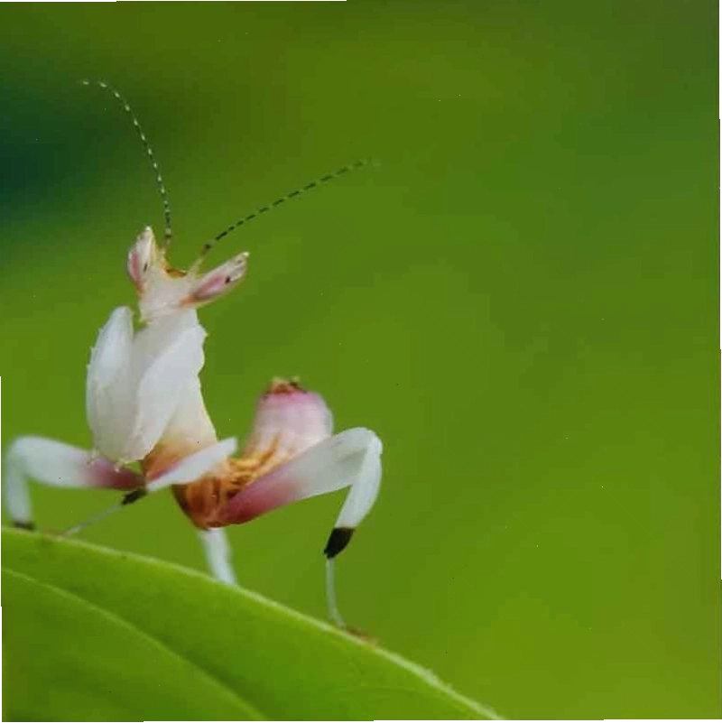 Bọ ngựa hoa lan, một biến thể khác của khả năng ngụy trang tinh vi