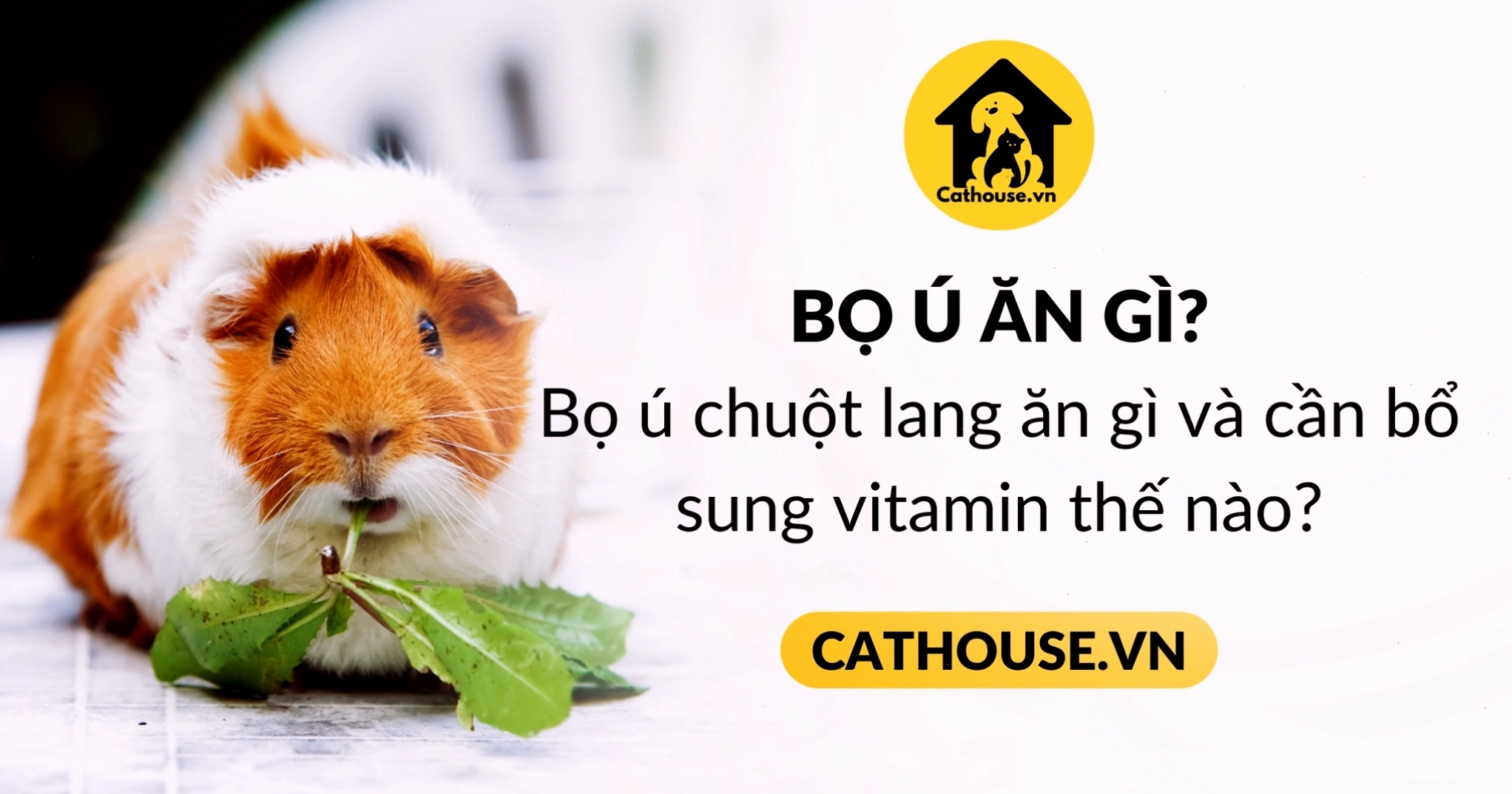 Bọ ú chuột lang ăn rau xanh và trái cây tươi