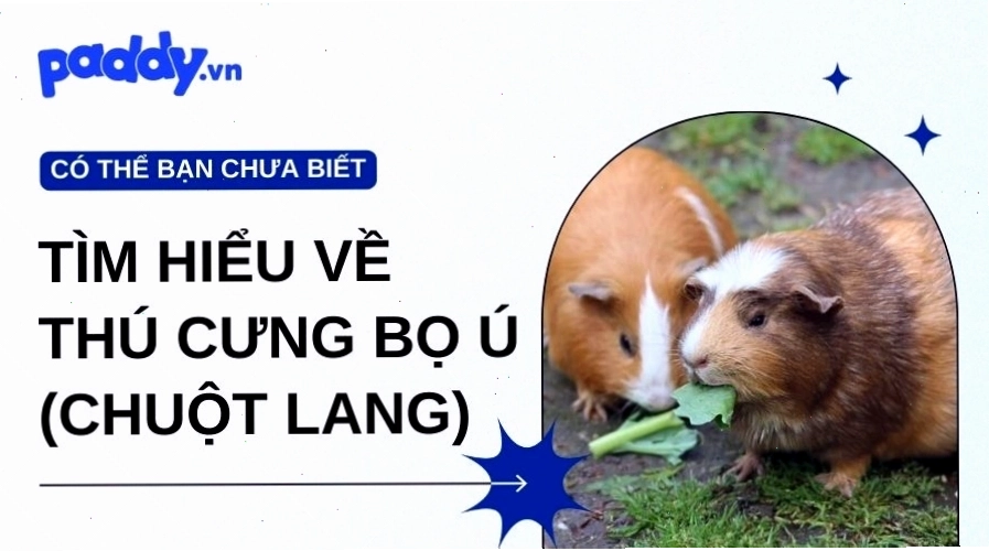 Bọ ú với ngoại hình đáng yêu, thân hình mập mạp