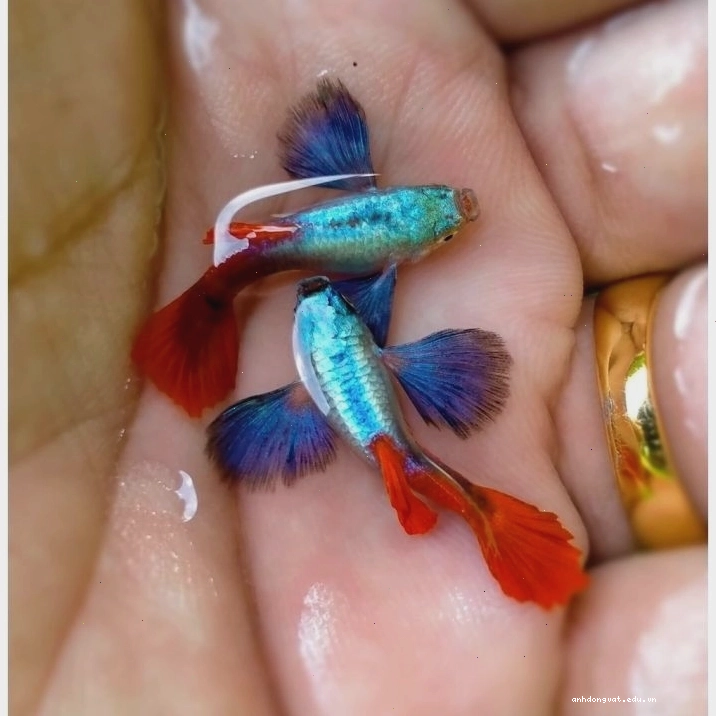 Cá 7 Màu Dumbo Red Tail đang ăn thức ăn khô