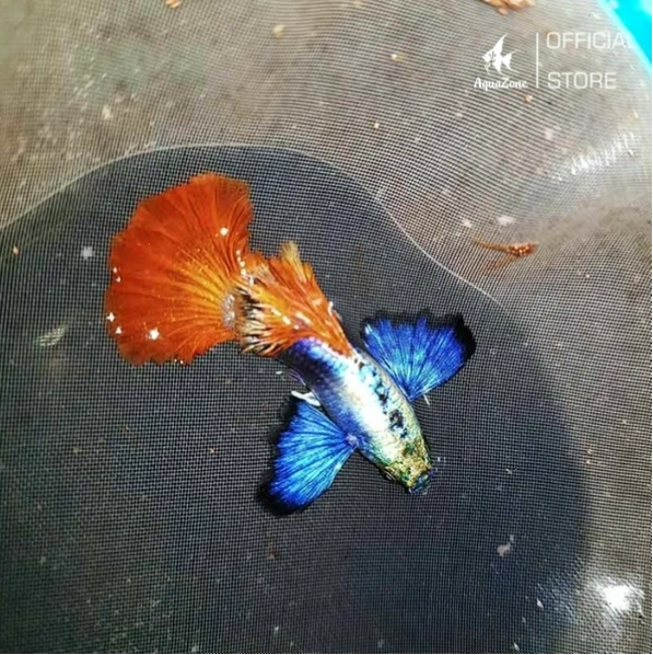 Cá bảy màu Dumbo Red Tail con