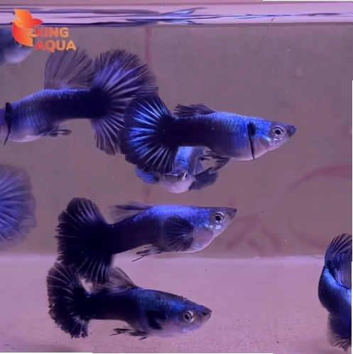 Cá bảy màu với màu sắc rực rỡ đa dạng