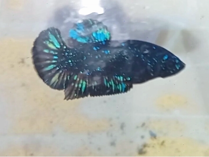 Cá betta black blue đẹp với thân hình cân đối và bộ vây ấn tượng