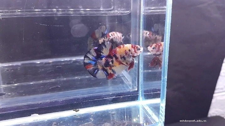 Cá betta black blue galaxy với các mảng màu lấp lánh như dải ngân hà